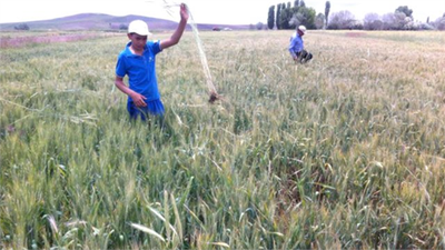Çiftçiler, Tohumluk Buğday İçin Tarlasındaki Çavdarı Temizliyor