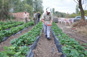 Sorgun`da çilek üretimi gelişiyor