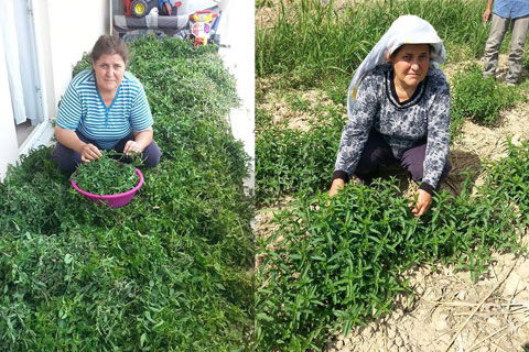 Nane çiftçinin yeni umudu oldu