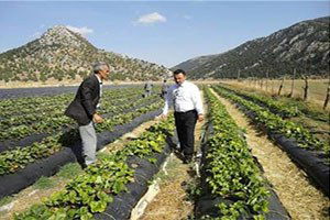 Derebucak`ta Çilek ve Fasülye Üretimi Hız Kazandı