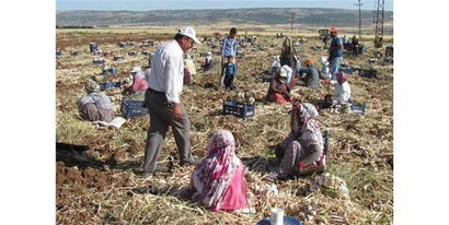 Araban Ovası`ndaki Sarımsak Üretimi 5 Bin Tarım İşçisine İş İmkanı Sağlıyor
