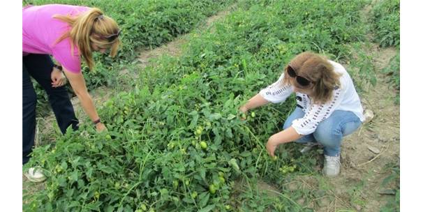 Aydınlı Domates Üreticileri Benek Hastalığına Karşı Uyarıldı