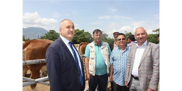 Erzincan`da 50 Adet Simental Gebe Düve Dağıtıldı