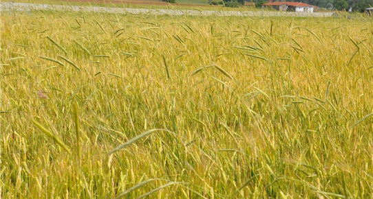 Kırıkkale`de sağanak ve dolu ekinlere zarar verdi