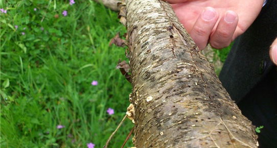 Fatsa Gıda Tarım ve Hayvancılık Müdürlüğü`nden `zirai ilaç` uyarısı