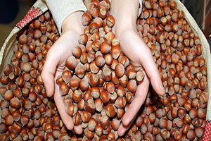 Fındıkta yüksek fiyat beklentisi