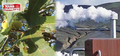 Jeotermal, inciri öldürüyor