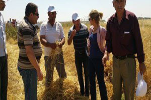Kilis`te Hububat Hasadı Başladı