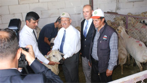 Köylüye 60 Adet Damızlık Koç Dağıtımı Yapıldı