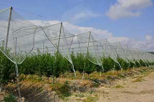 Manavgat`ta 42 dönüm üzerine modern Japon eriği bahçesi kuruldu