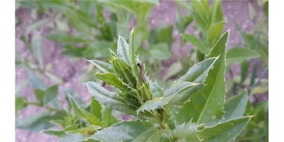 Aspir Üreticisine Tırtıl Ve Kurt Uyarısı