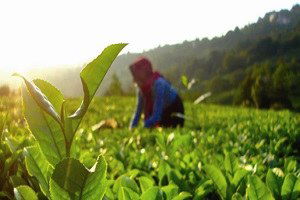 Organik tarımda üretim 1 milyon tonu aştı