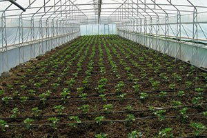 Türkiye, Örtü Altı Tarımda Dünya Beşincisi