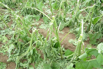 Şiddetli Dolu Tarım Ürünlerini Vurdu