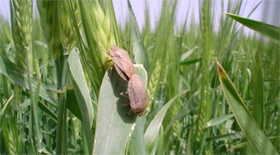 Süne zararlısı ile mücadele başladı