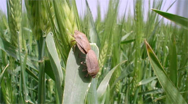 Süne zararlısı ile mücadele başladı