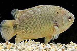 Tırmanan levrek halkın kabusu oldu!