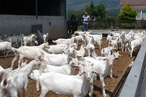 Yunusemre Belediyesi Üreticilerin Oğlak Dağıttı