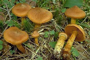 Bu iki mantar türünü tüketmeyin!