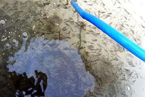 265 Bin Sazan Yavrusu Göletlere Bırakıldı