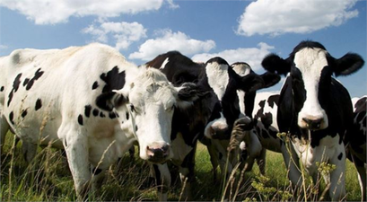 Bulgaristan`da Şarbon Paniği