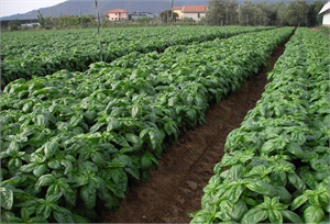 Aromatik Bitki Yetiştirenlere 100 Liralık Devlet Desteği