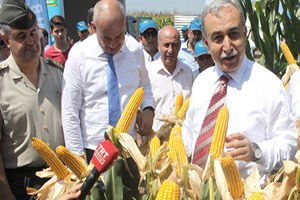 Adana`da Bu Yıl 1 Milyon 160 Bin Dekara Mısır Ekildi