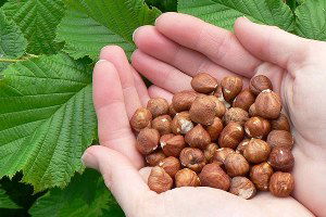 AB `aflatoksinli` dedi, fındık ihracatçısı yeniden test istedi