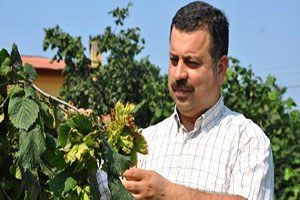 `Allahverdi` fındığı tescil bekliyor