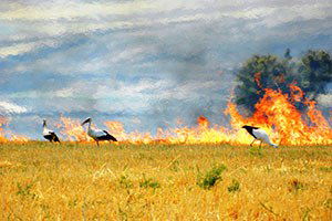 Anız Yangını Üreticiyi Yaktı