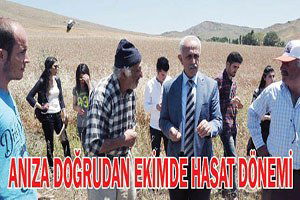 Anıza doğrudan ekimde hasat dönemi