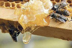 7 Ülkeden Bin 200 Kişi Anzer Balı Bekliyor