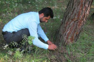 Aydın İkizdere Barajı Çevresine Çam Balı İçin Basra Böceği Aşısı Yapıldı