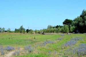 Bafra`da 3 Mahallede Mera Islah Projeleri Uygulamaları Yapıldı