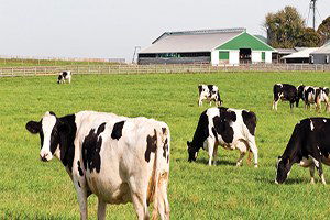 Pınarbaşı`nda Besicilere Hırsız Dadandı