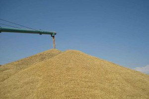 TMO Bilecik`te De Buğday Alımı Yapacak