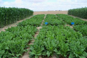 Bozkır`da Organik Tarım Projesi Başlatılıyor