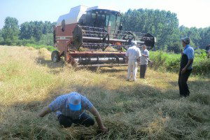 Düzce`de Buğday Hasadı Kontrolleri Yapılıyor