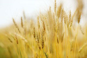 Buğday Üreticisi Sivas`ta Umutlu, Balıkesir`de Üzgün