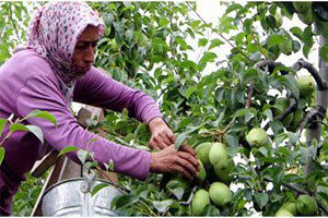 Bursa`da armut zamanı