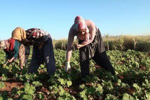 Çal İlçesinde Bamya Hasadı Başladı