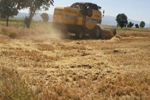 Çiftçiler Farelerle Mücadele İçin Mucit Oldu