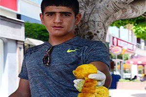 Çukurova`da Dikenli İncir Sezonu Başladı