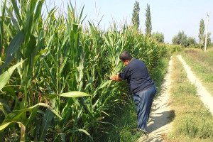 Dalaman`da Yem Bitkileri Destekleme Müracaatları Devam Ediyor