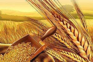 Edirne`deki Buğday Hasadı