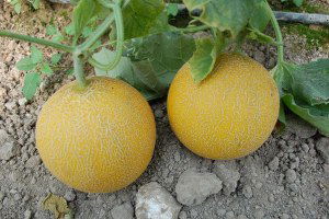 Biga`da Kavun Hasadı Başladı