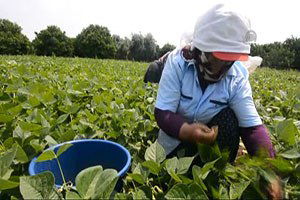 Fasulye Hasadı Suriyelilere Ekmek Kapısı Oldu