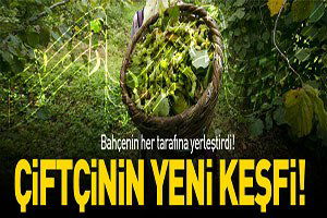 Fındığını müzik ile koruyor!