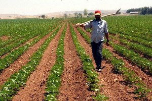 GAP İkinci Ürün Ekimi Yaygınlaşıyor