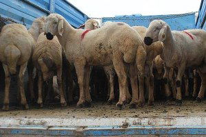 İlçelere 46 baş damızlık koç dağıtımı yapıldı